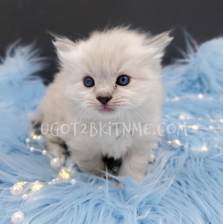 TICA Ragdolls Reserve Yours Now photo 4