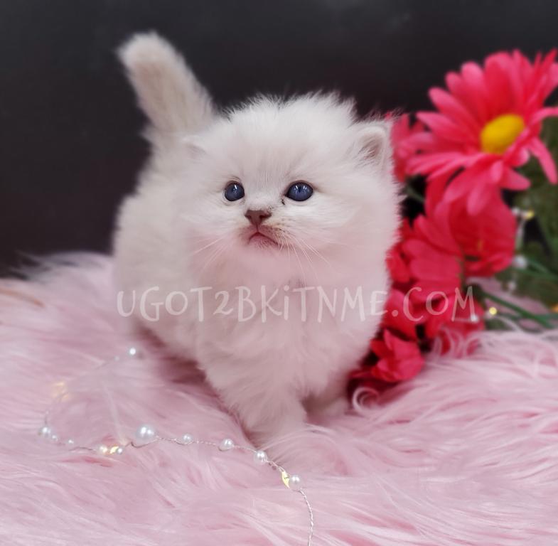 TICA Ragdolls Reserve Yours Now photo 6