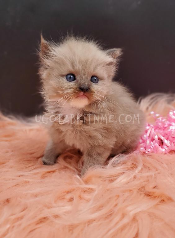 TICA Ragdolls Reserve Yours Now photo 7