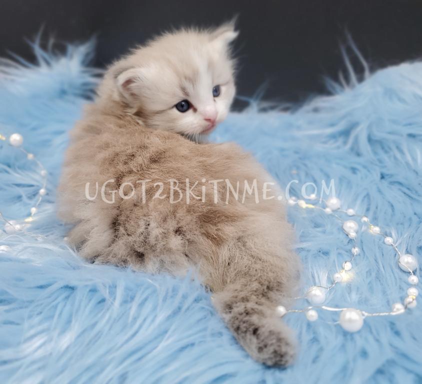 TICA Ragdolls Reserve Yours Now photo 3