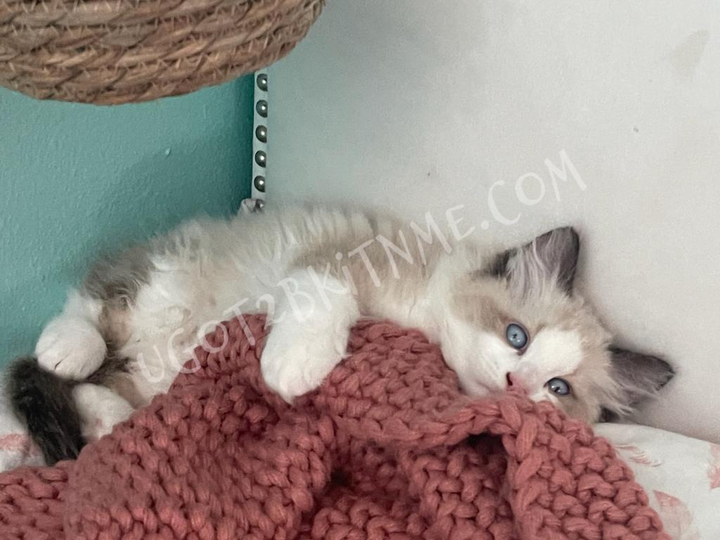 TICA Ragdolls Reserve Yours Now photo 14