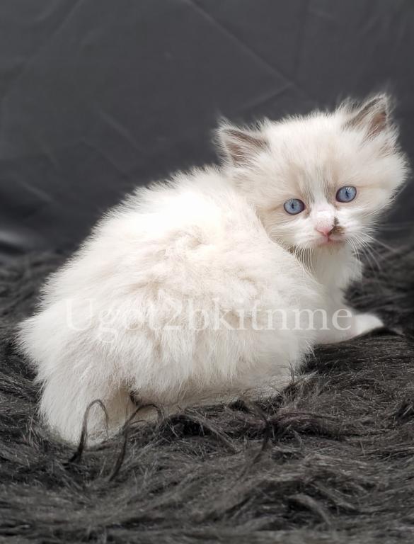 TICA Ragdolls Reserve Yours Now photo 2
