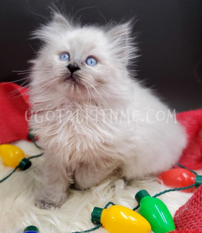 TICA Ragdolls Reserve Yours Now photo 15
