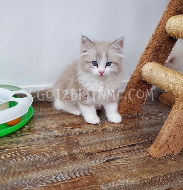 TICA Ragdolls Reserve Yours Now photo 8