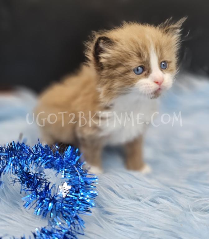 TICA Ragdolls Reserve Yours Now photo 9