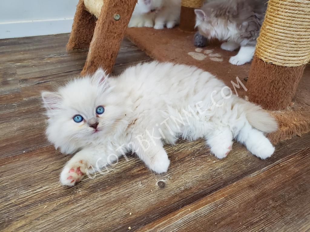 TICA Ragdolls Reserve Yours Now photo 12