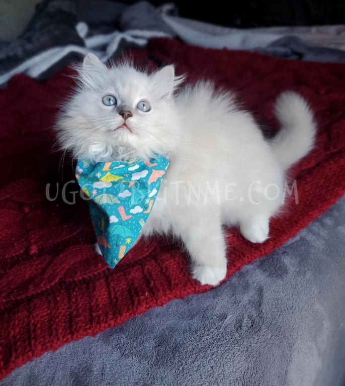 TICA Ragdolls Reserve Yours Now photo 10