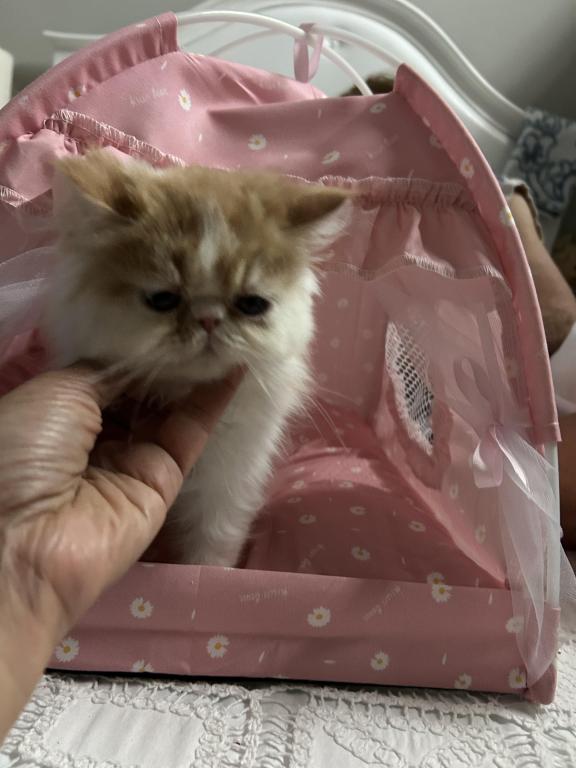 Orange Persian Kitten Cream photo 3