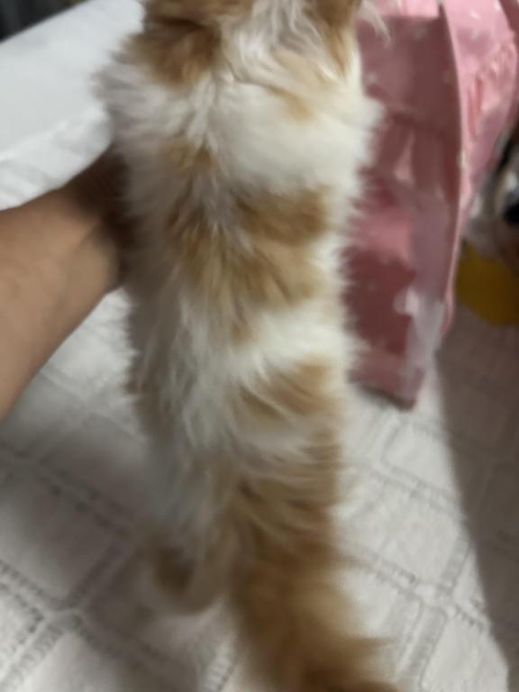 Orange Persian Kitten Cream photo 2