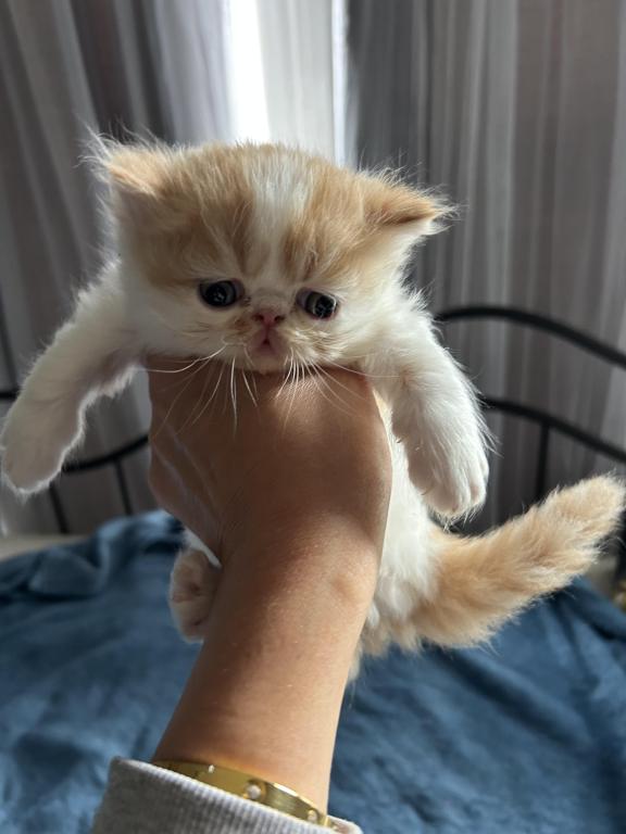 Orange Persian Kitten Cream photo 5