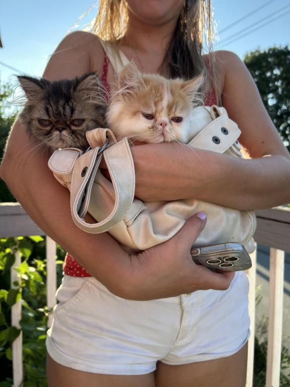 Orange Persian Kitten Cream photo 4