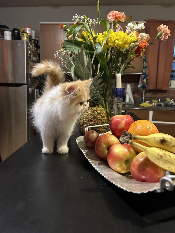 Orange Persian Kitten Cream photo 1