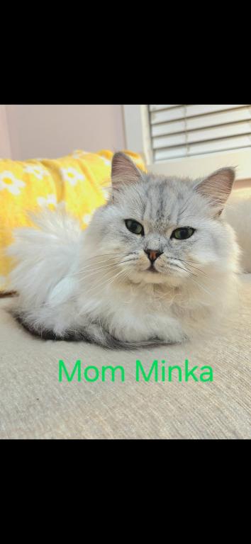 Petite Dollface Lilac Silver Chinchilla Persians photo 2