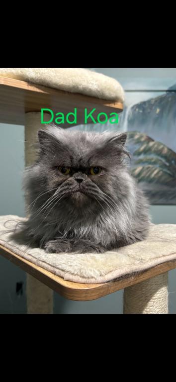 Petite Dollface Lilac Silver Chinchilla Persians photo 3