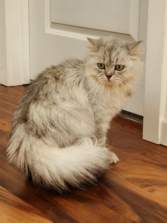 Petite Dollface Lilac Silver Chinchilla Persians photo 4