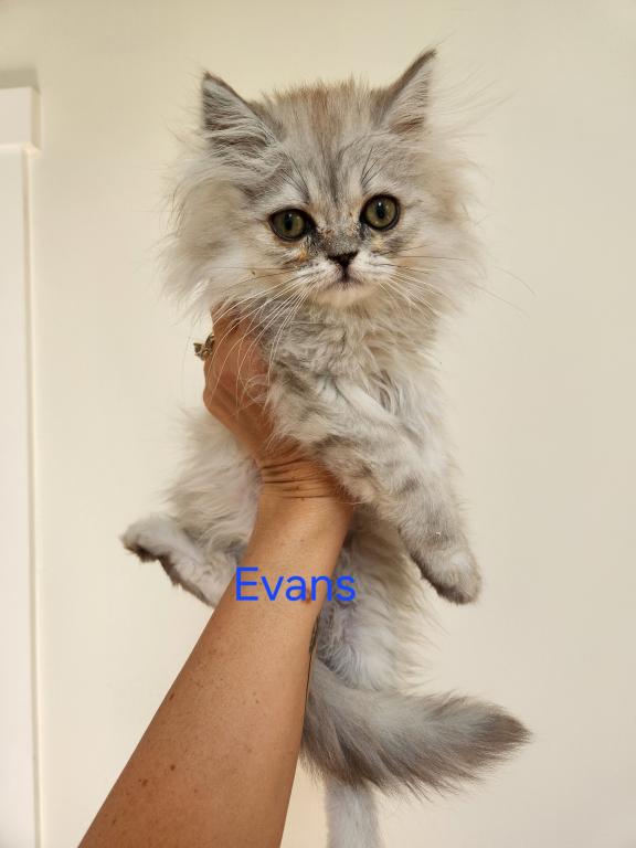 Petite Dollface Lilac Silver Chinchilla Persians photo 1