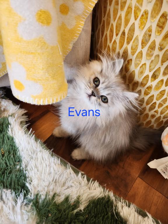 Petite Dollface Lilac Silver Chinchilla Persians photo 6