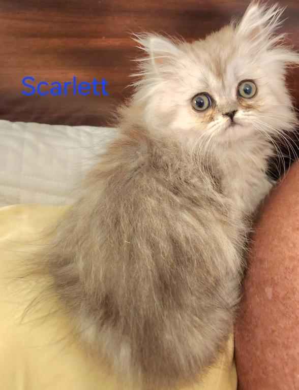 Petite Dollface Lilac Silver Chinchilla Persians photo 5