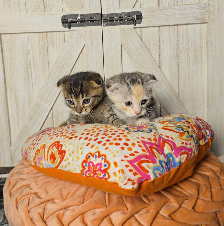 Bengal Scottish Fold