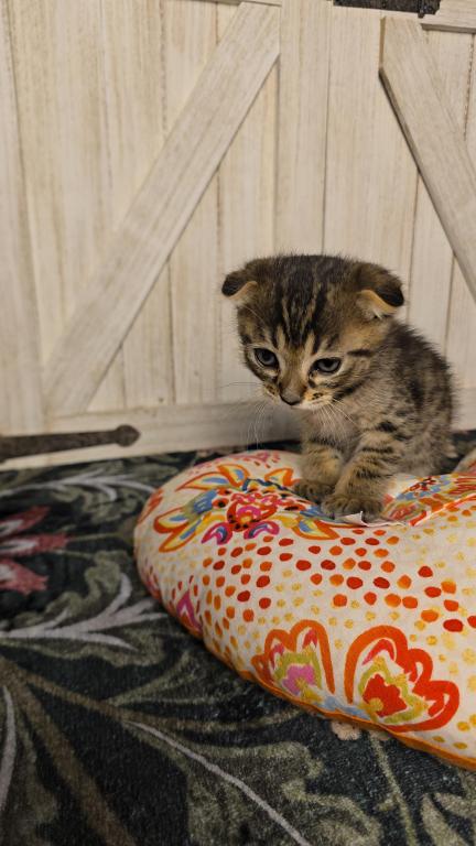 Bengal Scottish Fold photo 3