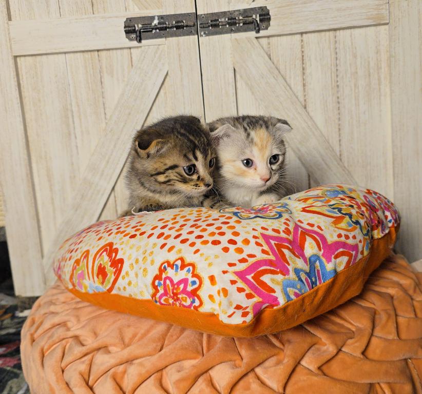 Bengal Scottish Fold photo 4