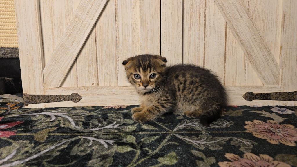 Bengal Scottish Fold photo 2