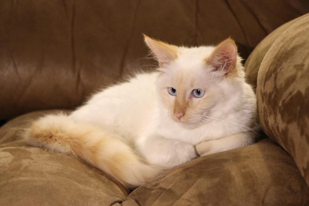 Dax Polydactly photo 21