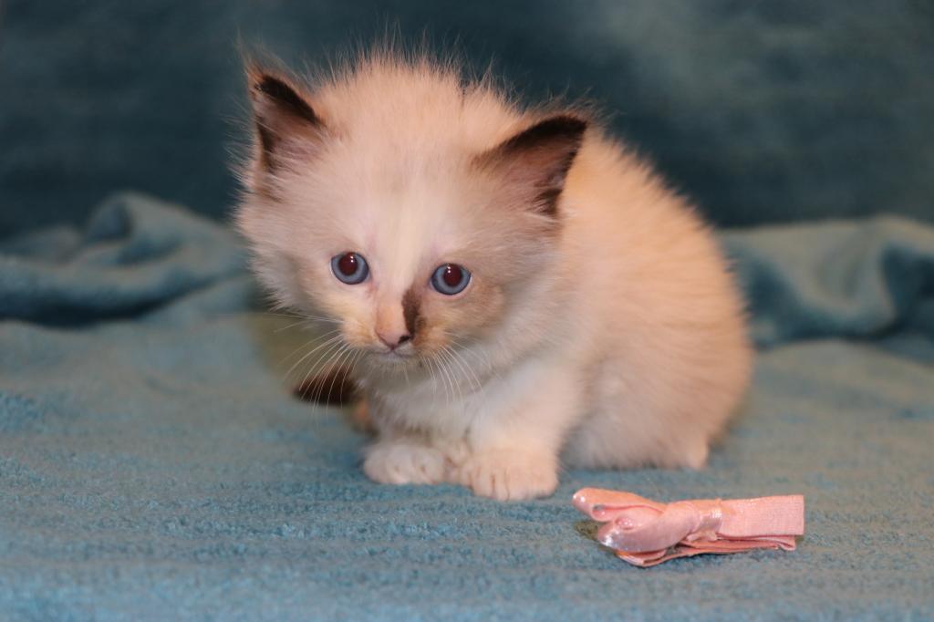 Dax Polydactly photo 24