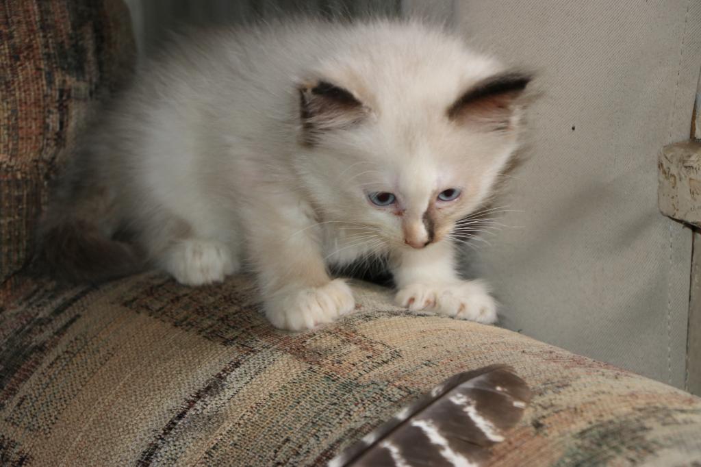 Dax Polydactly photo 11
