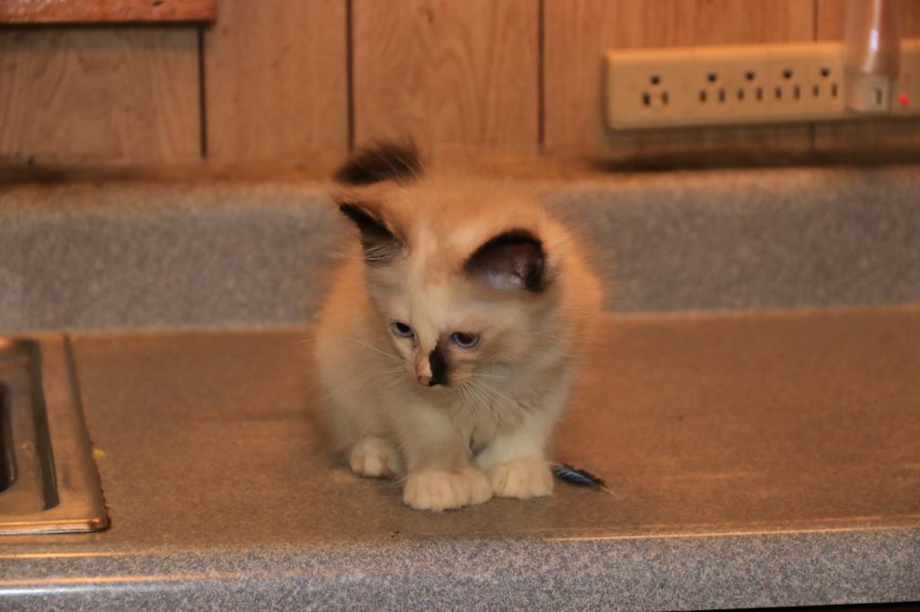 Dax Polydactly photo 2