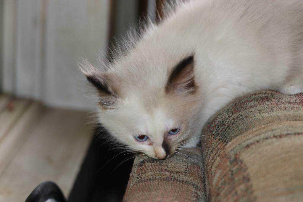 Dax Polydactly photo 4