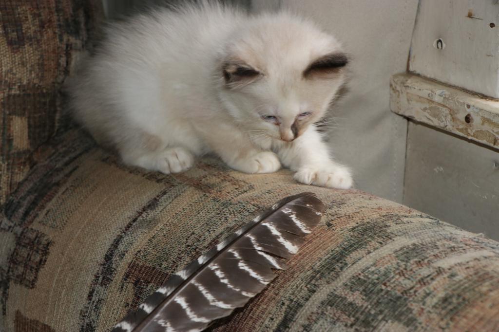 Dax Polydactly photo 12