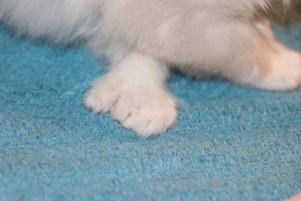 Dax Polydactly photo 25
