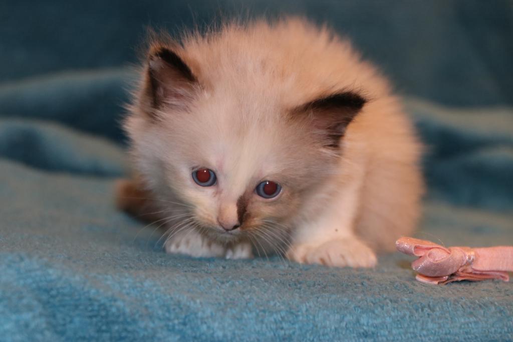 Dax Polydactly photo 27