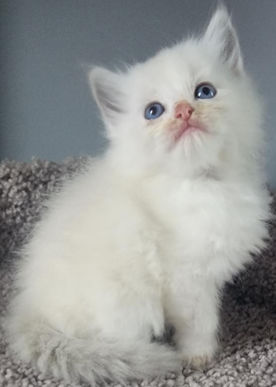 Ragdoll Kittens photo 6