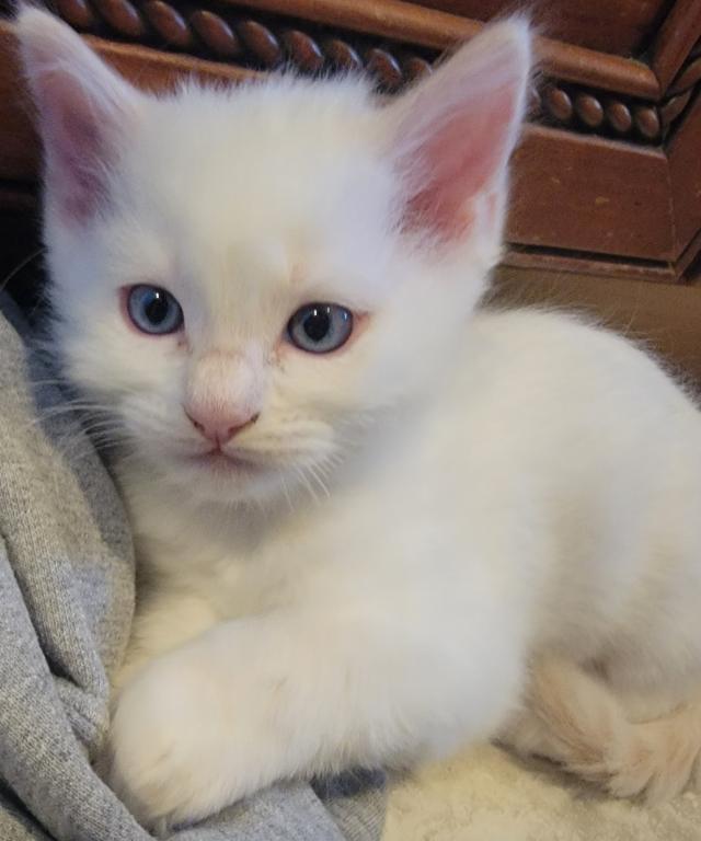 Ragdoll Kittens photo 2