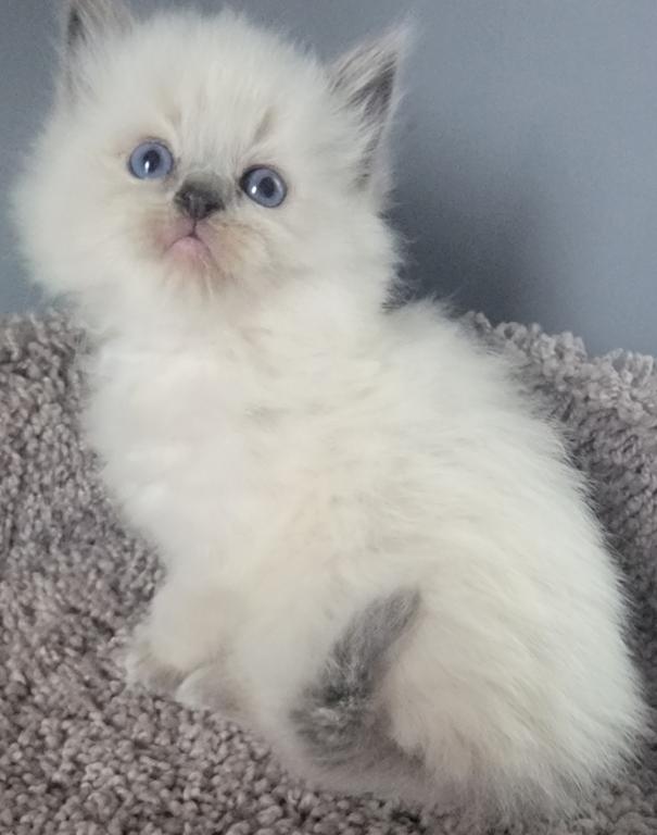 Ragdoll Kittens photo 5