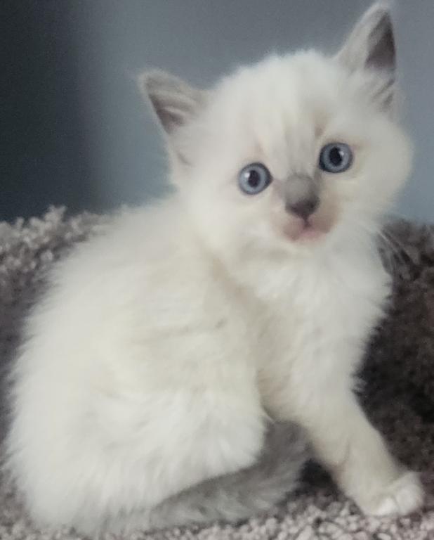 Ragdoll Kittens photo 4