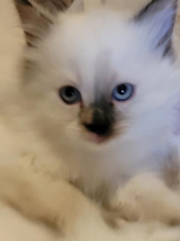 Ragdoll Kittens photo 3