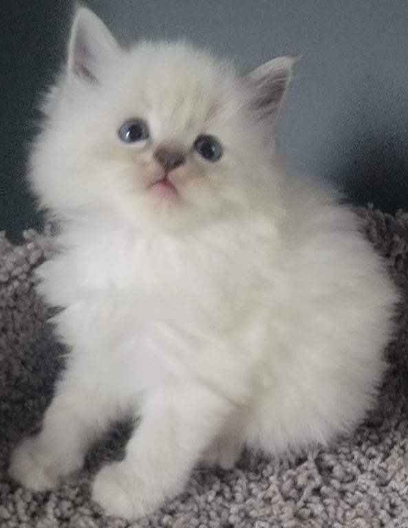 Ragdoll Kittens photo 1
