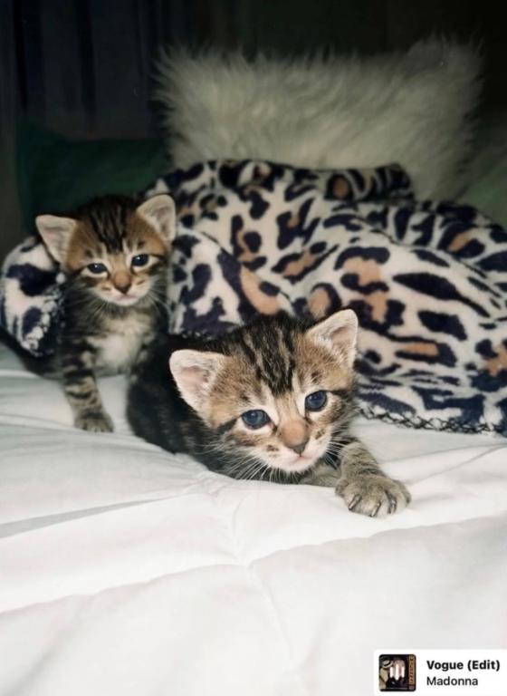 Russian Blue Tabby Mix
