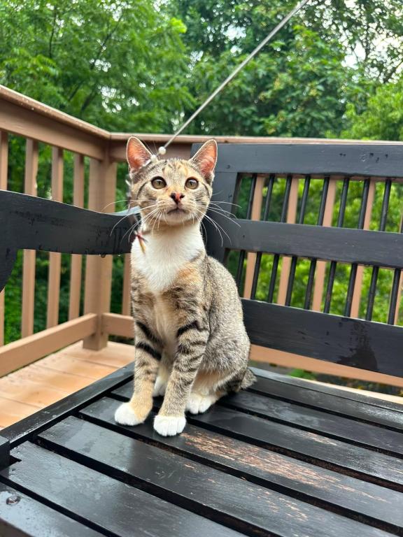 American Bobtail Kittens Ready To New Home photo 9