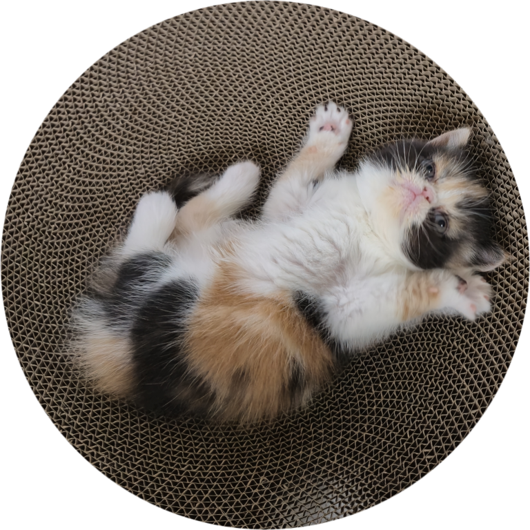 Exotic Shorthair Kittens photo 1