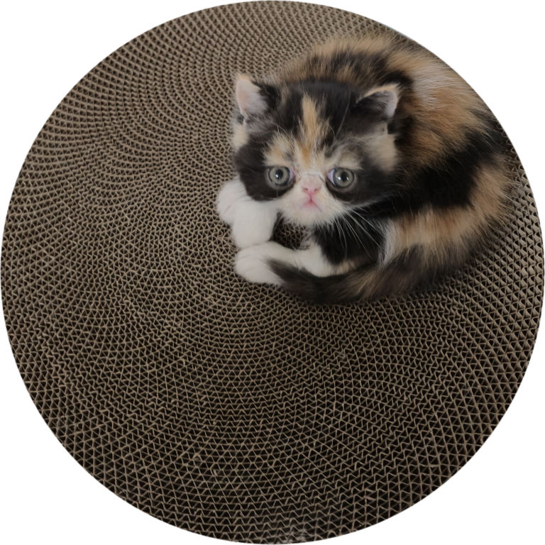 Exotic Shorthair Kittens photo 2