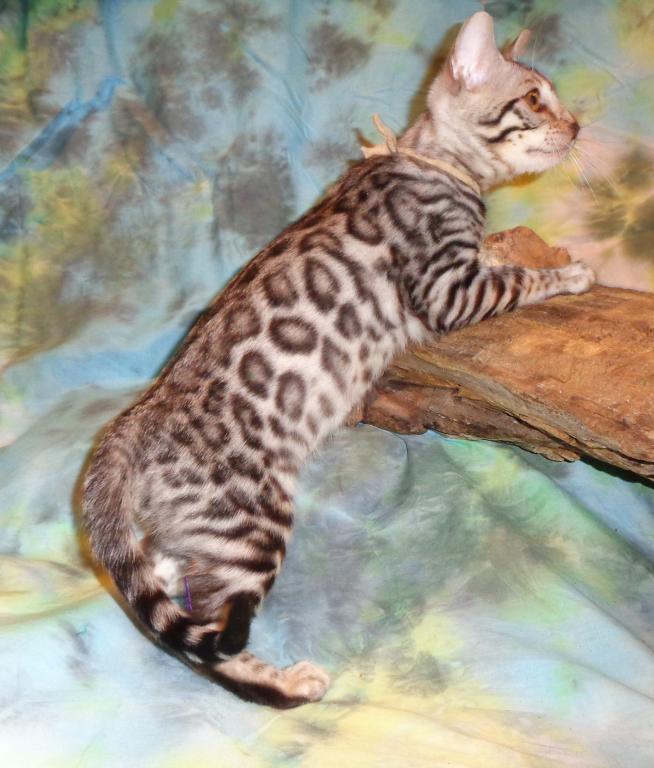 Male Female Brown Silver Snow Bengal Kittens photo 10