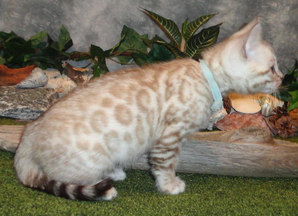 Male Female Brown Silver Snow Bengal Kittens photo 15