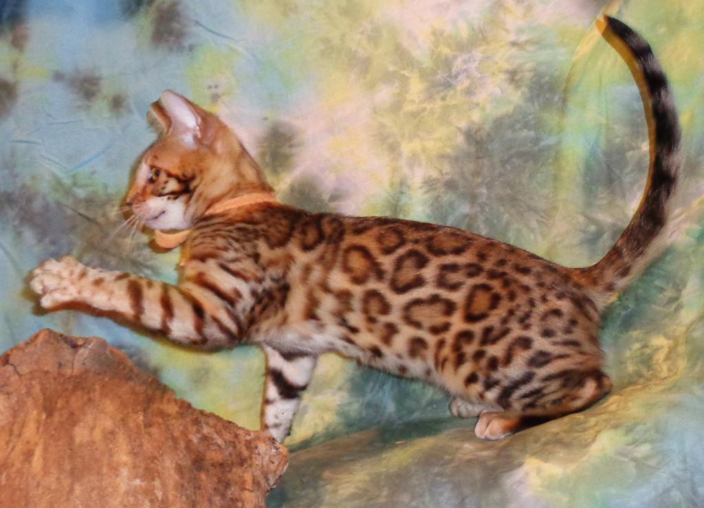 Male Female Brown Silver Snow Bengal Kittens photo 9