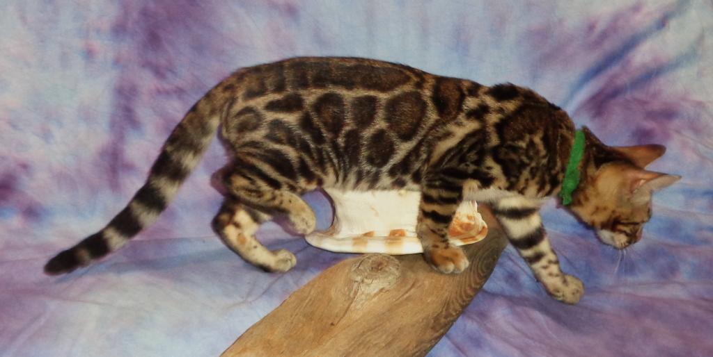 Male Female Brown Silver Snow Bengal Kittens photo 6
