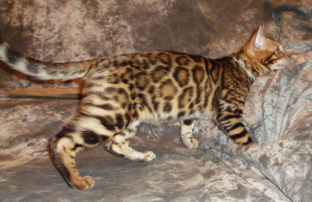 Male Female Brown Silver Snow Bengal Kittens photo 5