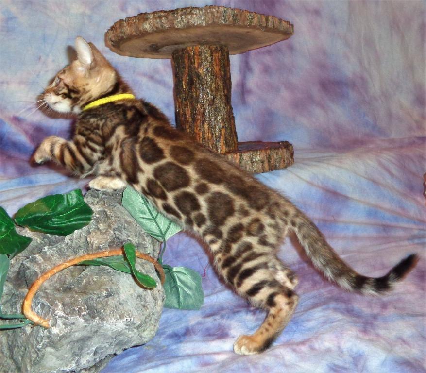Male Female Brown Silver Snow Bengal Kittens photo 16